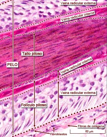 histología del folículo piloso