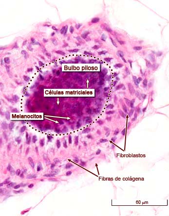 histología del folículo piloso