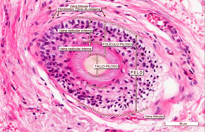 histología del folículo piloso