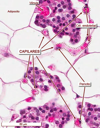 Capilares