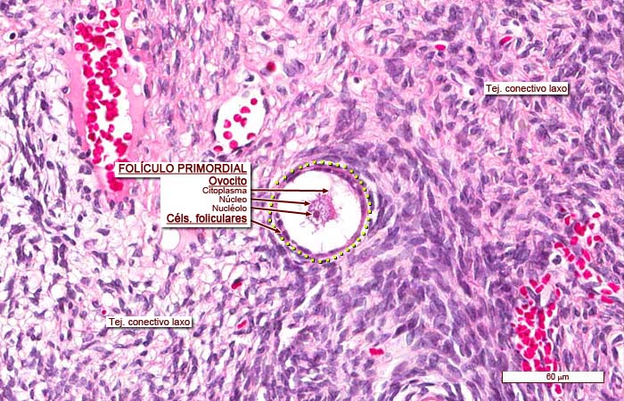 folículo primordial