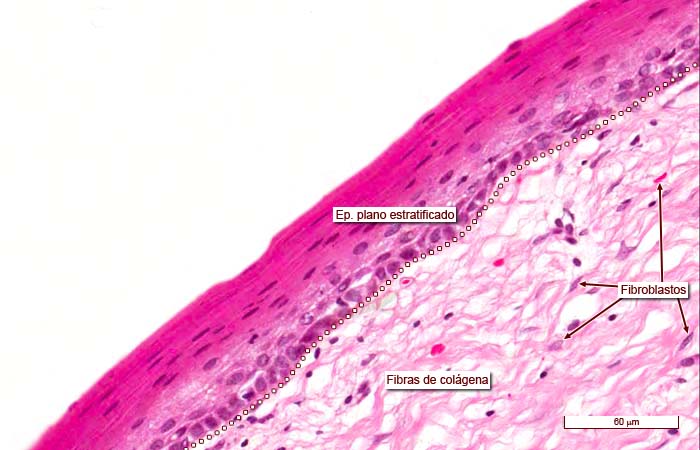 histología del endocérvix