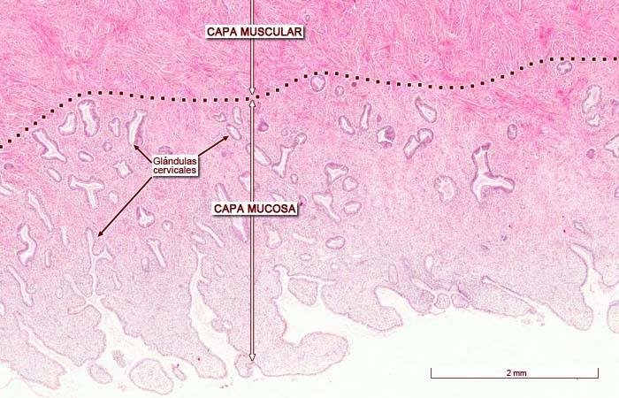 histología del endocérvix