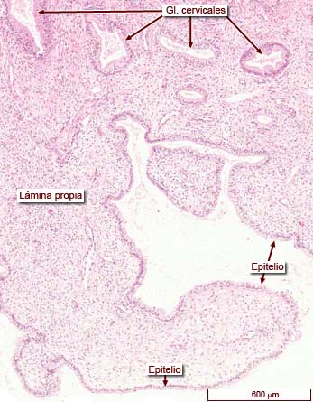 histología del endocérvix