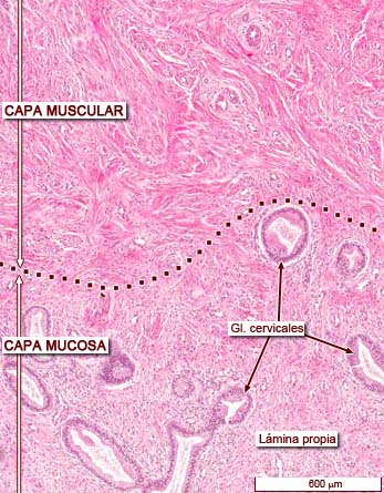 histología del endocérvix