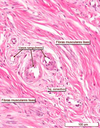 histología del endocérvix