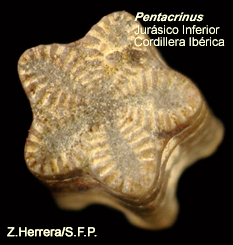 Pentacrinus_Jurasico_Iberica